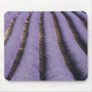 Frankrike, Provence. Rader av lavendel i blom. 2 Musmatta