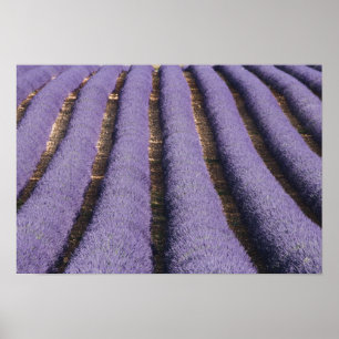 Frankrike, Provence. Rader av lavendel i blom. 2 Poster
