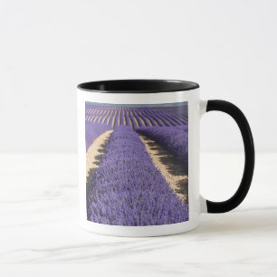 Frankrike, Provence. Rader av lavendel i blom. 3 Mugg
