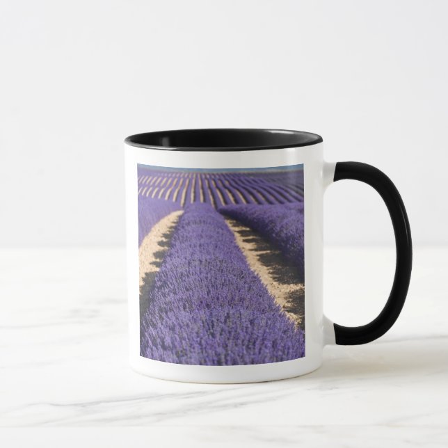 Frankrike, Provence. Rader av lavendel i blom. 3 Mugg (Höger)