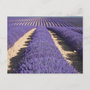 Frankrike, Provence. Rader av lavendel i blom. 3 Vykort