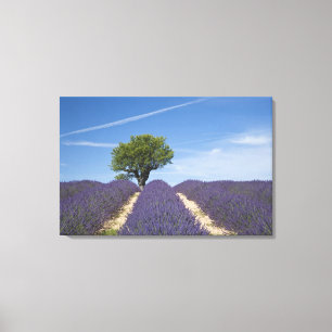 Frankrike, Provence. Rader av lavendel i blom. 4 Canvastryck