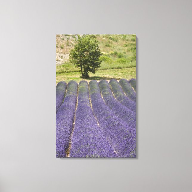 Frankrike, Provence. Rader av lavendel i blom. Canvastryck (Framsida)