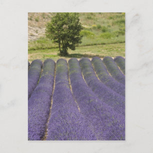 Frankrike, Provence. Rader av lavendel i blom. Vykort