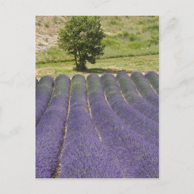 Frankrike, Provence. Rader av lavendel i blom. Vykort (Framsida)