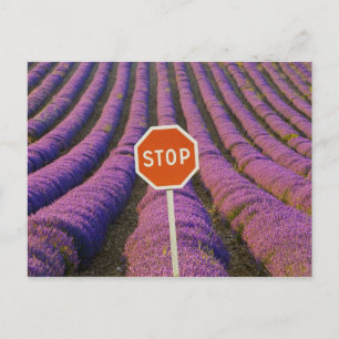 Frankrike, Provence. Rader av lavendel och stopp Vykort