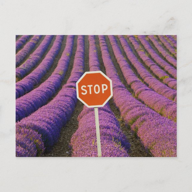 Frankrike, Provence. Rader av lavendel och stopp Vykort (Framsida)