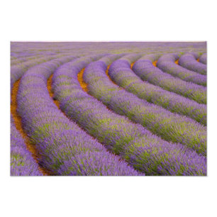 Frankrike, Provence-regionen. Böjda rader av Fototryck