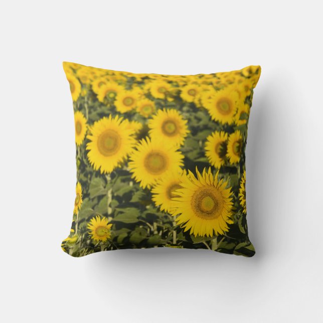 Frankrike, Provence, Valensole. Fält av Kudde (Framsida)