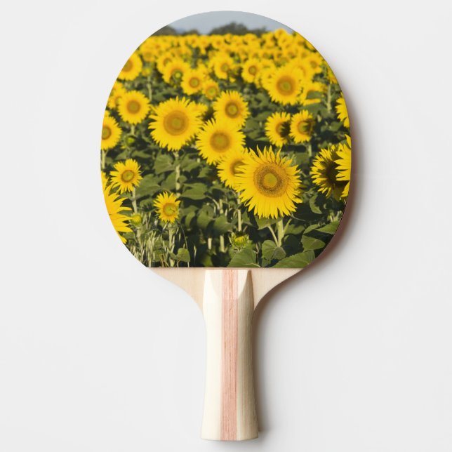 Frankrike, Provence, Valensole. Fält med Pingisracket (Framsidan)
