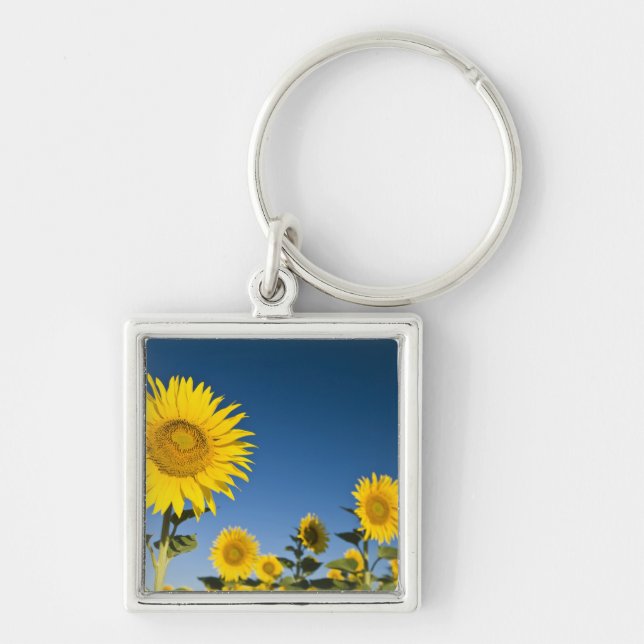 Frankrike, Provence, Valensole. Solrosor står Fyrkantig Silverfärgad Nyckelring (Framsidan)