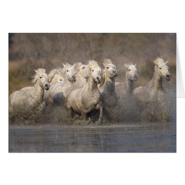 Frankrike, Provence. Vita Camargue-hästar springer Hälsningskort (Framsidan Horizontal)