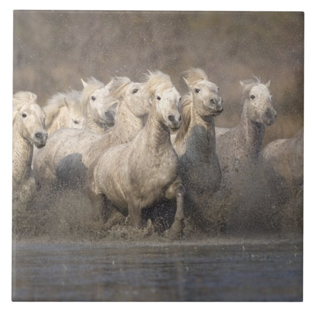 Frankrike, Provence. Vita Camargue-hästar springer Kakelplatta (Framsidan)