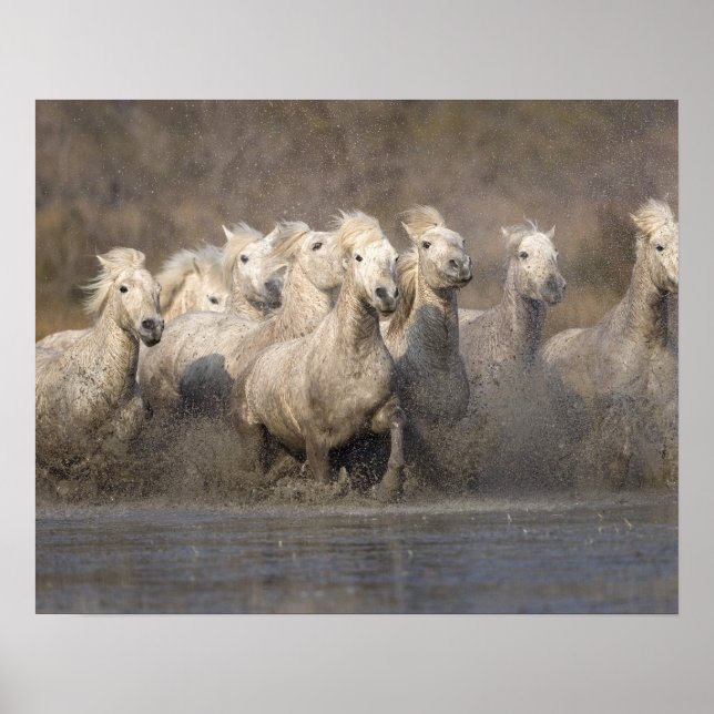 Frankrike, Provence. Vita Camargue-hästar springer Poster (Framsidan)