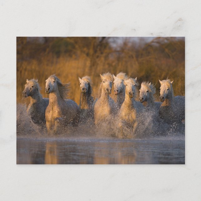 Frankrike, Provence. Vita Camargue-hästar Vykort (Framsida)