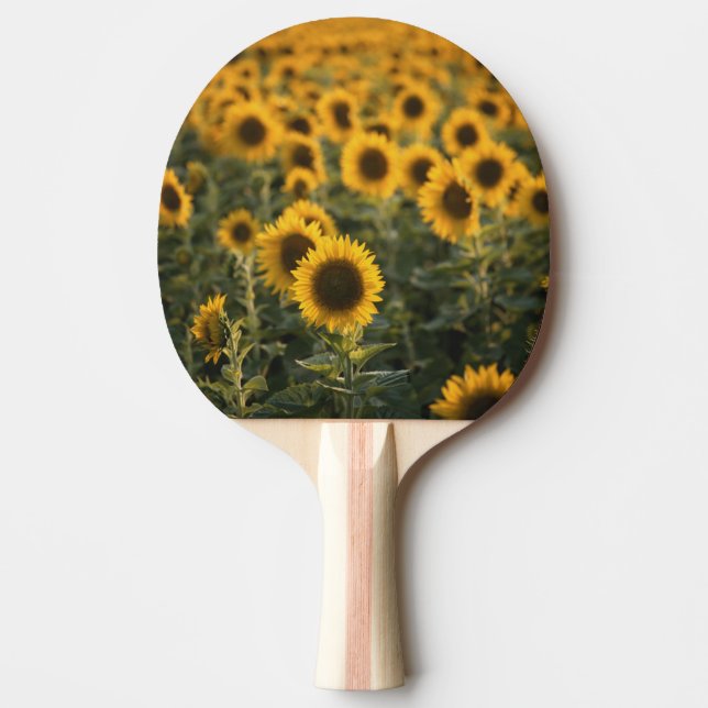 Frankrike, Vaucluse, solblommor fält Pingisracket (Framsidan)
