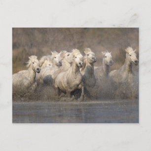 Frankriken Provence. Rinnande vitCamargue hästar Vykort