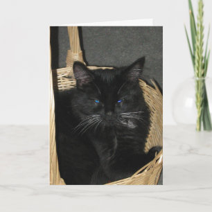 Frankt kattungehälsningkort kort
