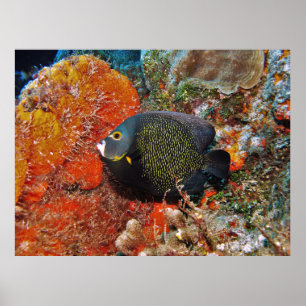 Fransk Angelfish in the Coral Poster