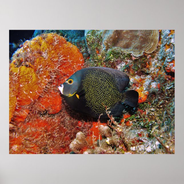 Fransk Angelfish in the Coral Poster (Framsidan)