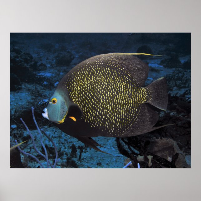 Fransk Angelfish Poster (Framsidan)