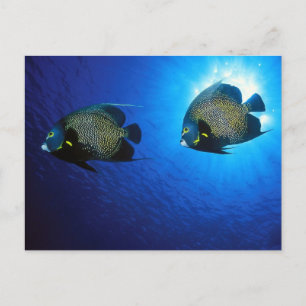 Fransk Angelfish Vykort
