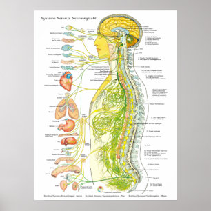 Fransk autonom nervsystemaffisch poster
