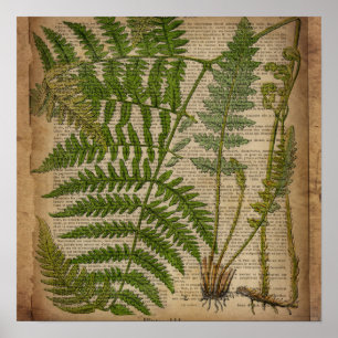 fransk av lövblad, botaniskt tryckfat poster
