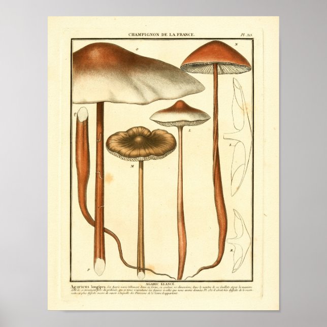 Fransk av vintage Brun svamp  Skriv ut Poster (Framsidan)