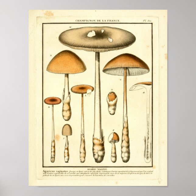 Fransk av vintage Brun svamp  Skriv ut Poster (Framsidan)