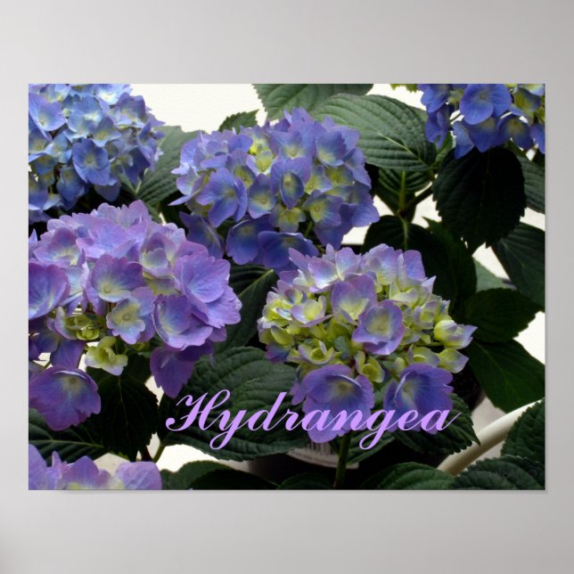 Fransk Baby blue Hydrangeas Poster (Framsidan)