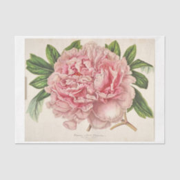 Fransk Blommigt Ephemera Decoupage Rosa Peony
