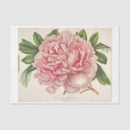 Fransk Blommigt Ephemera Decoupage Rosa Peony