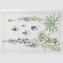Fransk botaniskt monkshood