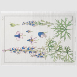 Fransk botaniskt monkshood