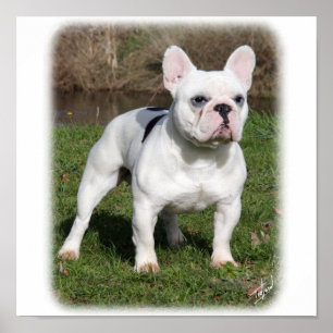 Fransk Bulldog 9Y202D-134 Poster