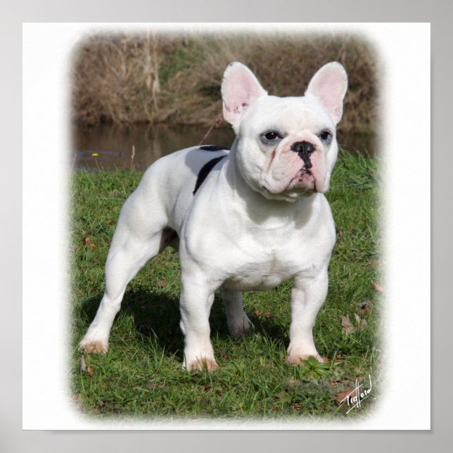 Fransk Bulldog 9Y202D-134 Poster (Framsidan)