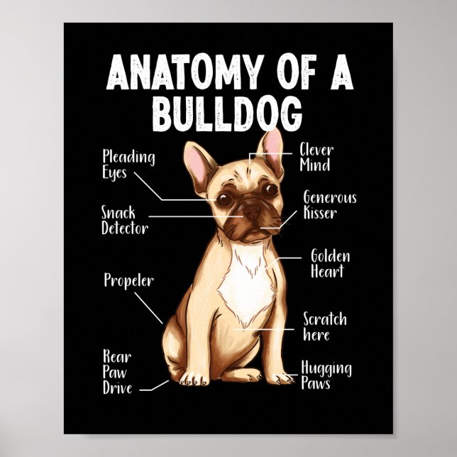 Fransk Bulldog-anatomi hos en bulldog Mamma Pappa Poster (Framsidan)