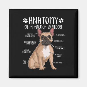 Fransk Bulldog Anatomy Frenchie Hund älskare Owner Magnet