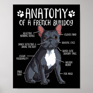 Fransk Bulldog Anatomy Frenchie Hund älskare Owner Poster