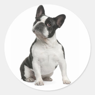 Fransk Bulldog Black and White Puppy Hund Runt Klistermärke