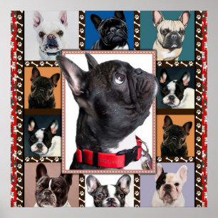 Fransk Bulldog Blanket, Fransk Bulldog Throw Poster