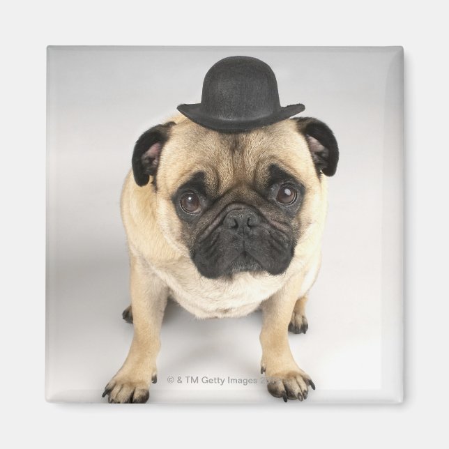 Fransk bulldog, bowlareare, studio shot magnet (Framsidan)