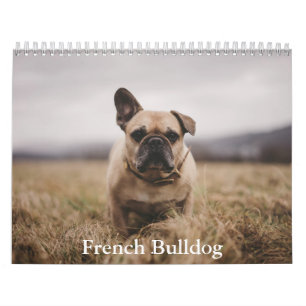 Fransk Bulldog Calendar Kalender
