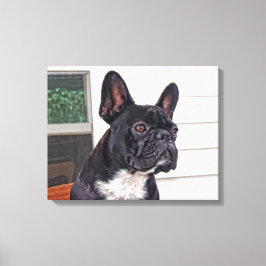 Fransk Bulldog Canvastryck