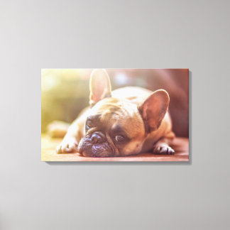Fransk Bulldog Canvastryck