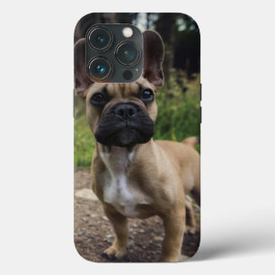 Fransk Bulldog Dekorativ kudde