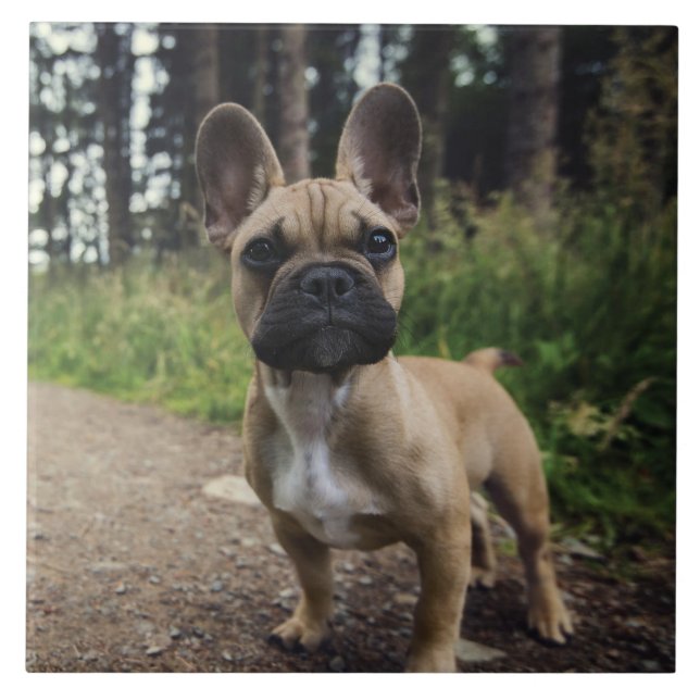 Fransk Bulldog Dekorativ kudde Kakelplatta (Framsidan)