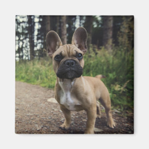 Fransk Bulldog Dekorativ kudde Magnet