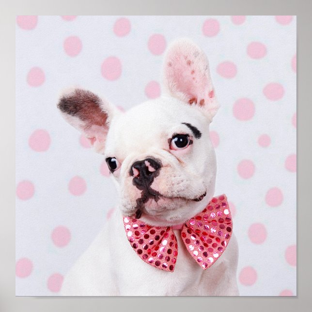 Fransk Bulldog-dockan med Polka dots Poster (Framsidan)